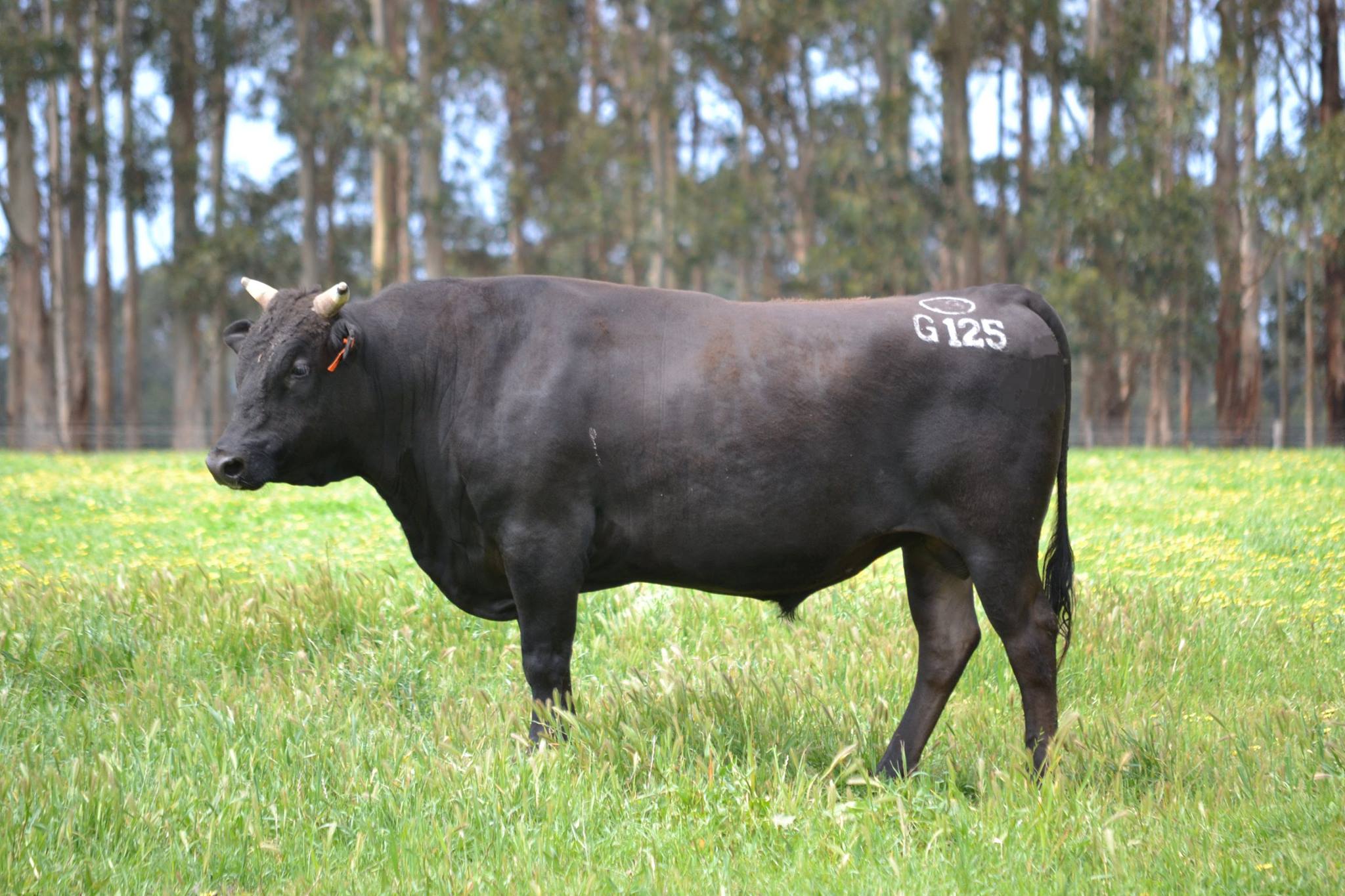 What is the Best Investment this Australian Wagyu Breeder Made?