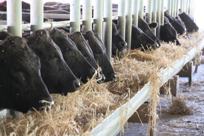Wagyu_cattle_fedout_to_in_troughs_by_the_Chainless_2000.jpg