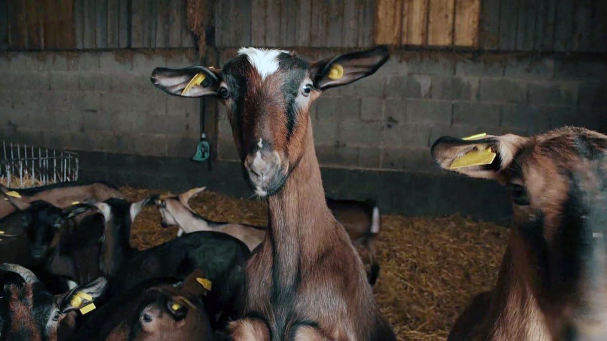 Dairy Goat Farmer Saves 1 Hour Every Day With Hustler Bale Feeder