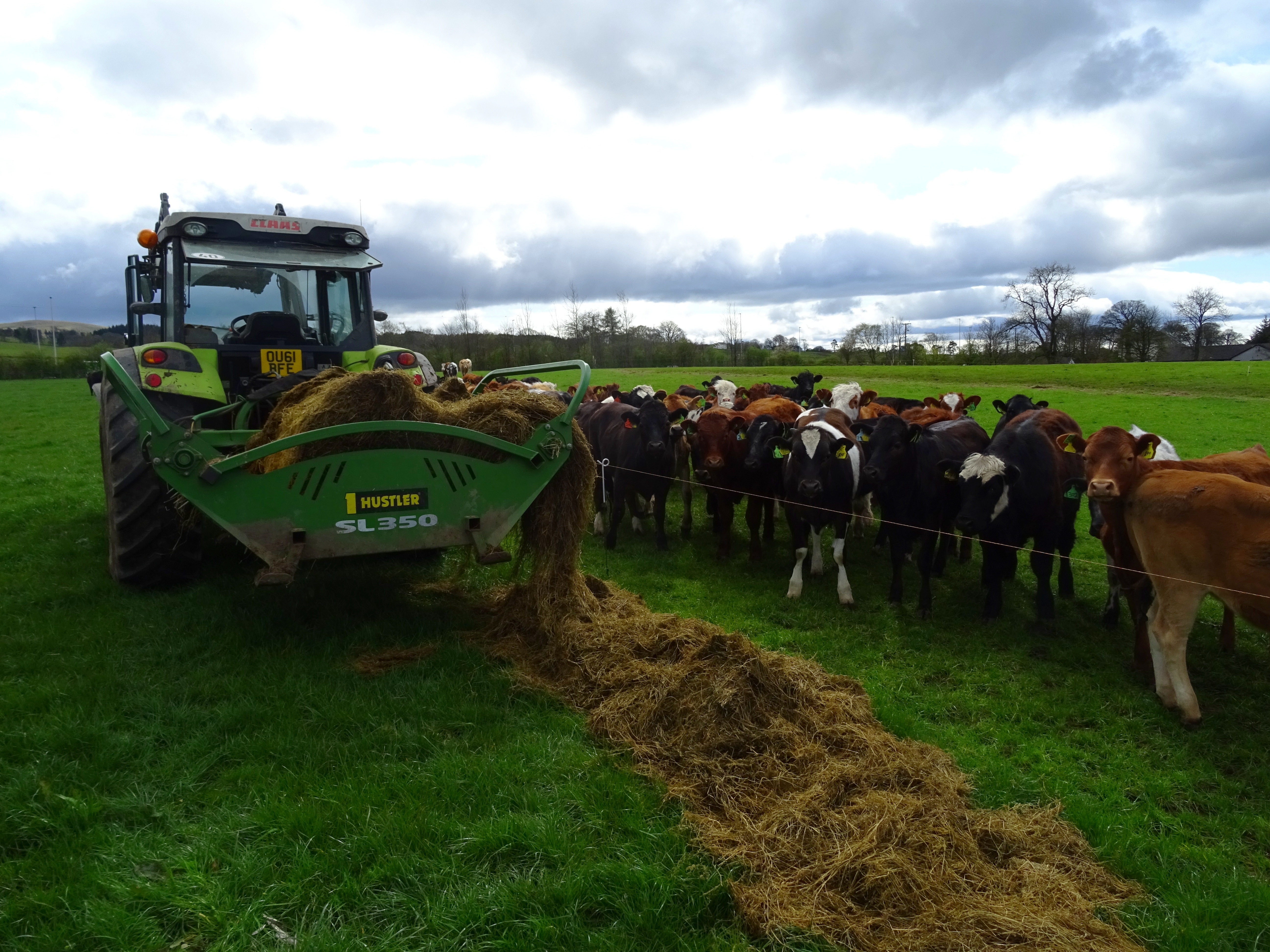 This Farmer Feeds Baled Silage To His Cattle In 6 Minutes